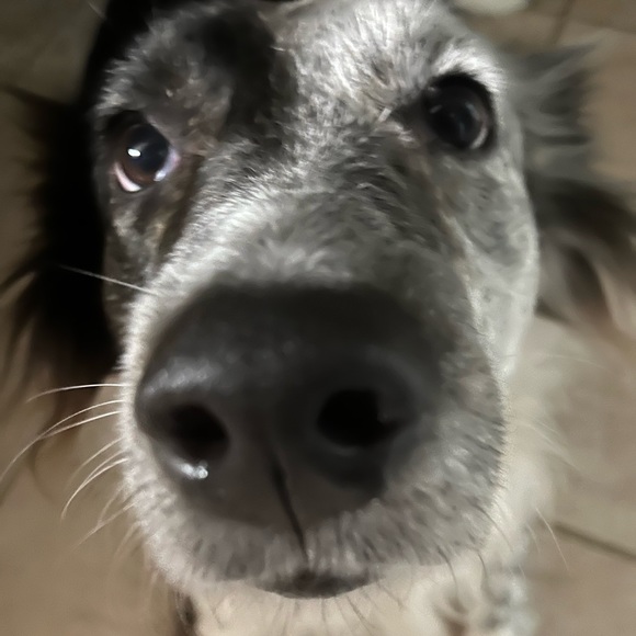 Meet your Posher 🐈⬛ - Picture 2 of 3